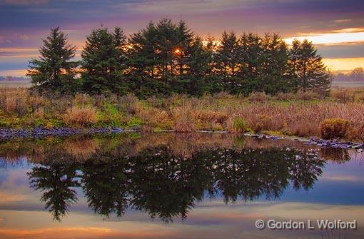 Sunset Stand Of Trees_09852.jpg - Photographed at Ottawa, Ontario - the capital of Canada.